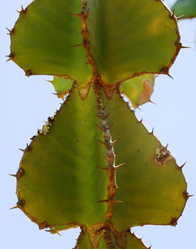 Euphorbia cooperi branch segment: Photographed by Retha Wareham